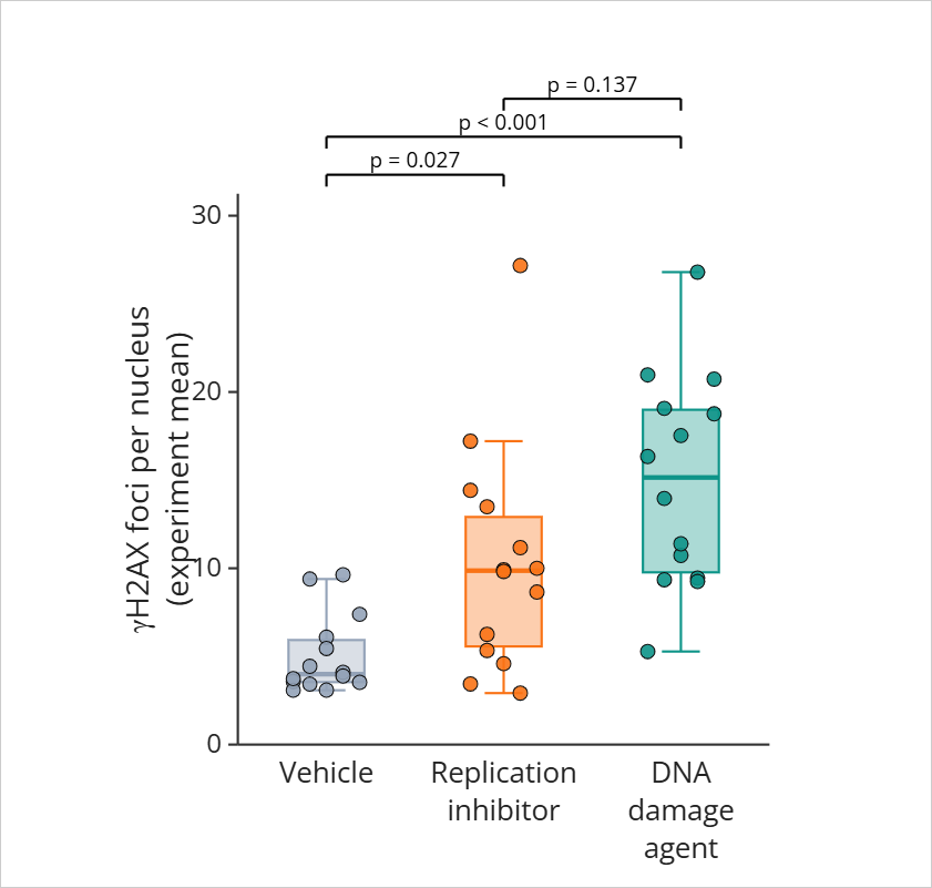 Box plot with overlaid data points of γH2AX foci per nucleus (experiment mean) for Vehicle, Replication inhibitor and DNA damage agent. Brackets are annotated p = 0.027 for Vehicle versus replication inhibitor, p < 0.001 for Vehicle versus DNA damage agent, and p = 0.137 for replication inhibitor versus DNA damage agent.